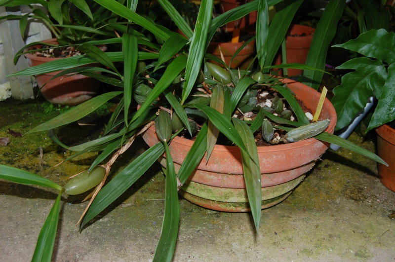 Coelogyne cristata